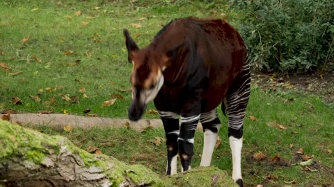 Okapi head close up Video stock 224475136
