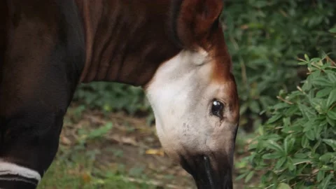 Okapi head close up Stock Footage 224475195