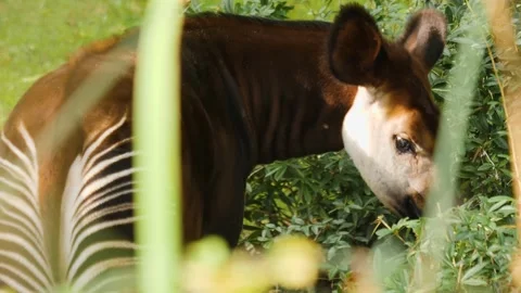 Okapi head close up Stock Footage 224475387