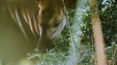 Okapi head close up Stock Footage 224475422