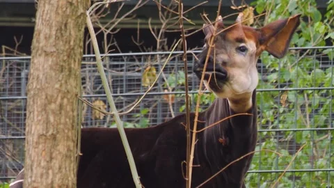  Okapi head close up Stock Footage 252750845