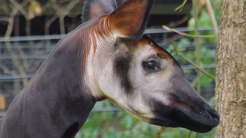  Okapi head close up Stock Footage 252751077