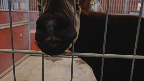 Okapi head close up Stock Footage 259613961