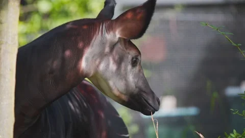 Okapi with its head turned to left next to tree in zoo exhibit. Stock Footage 226081528