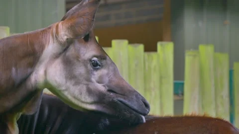 Okapi lick and clean each others back with long tongues Stock Footage 248772107