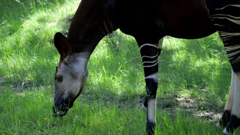 Okapi Mammal, Democratic Republic of the Congo, Central Africa Stock Footage 196874307