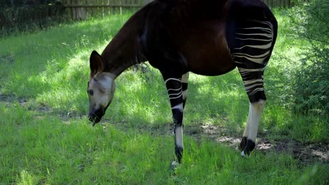 Okapi Mammal, Democratic Republic of the Congo, Central Africa Stock Footage 196874423