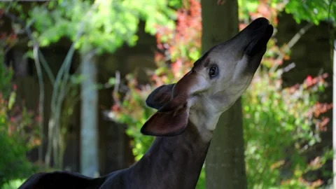 Okapi Mammal, Democratic Republic of the Congo, Central Africa Stock Footage 196874460