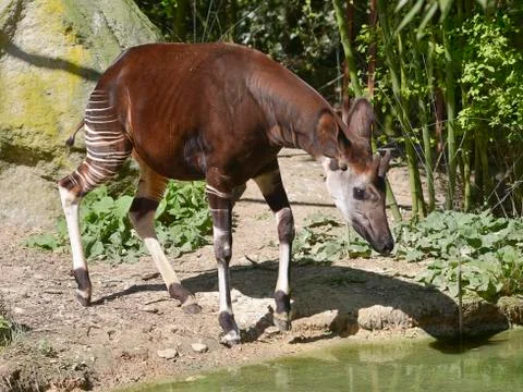 Okapi near pond Stock Photos
