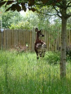 Okapi - Okapia johnstoni Stock Photos