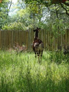 Okapi - Okapia johnstoni Stock Photos
