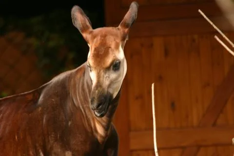 Okapi - Okapia johnstoni Stock Photos