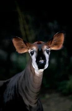 OKAPI okapia johnstoni Stock Photos