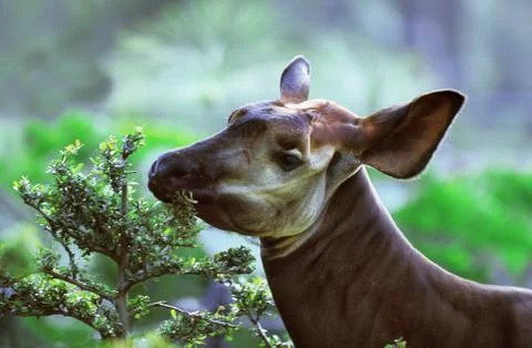 OKAPI okapia johnstoni Stock Photos