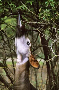 OKAPI okapia johnstoni Stock Photos