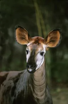 OKAPI okapia johnstoni Stock Photos