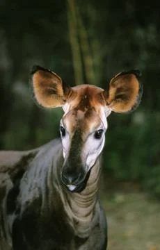 OKAPI okapia johnstoni Stock Photos