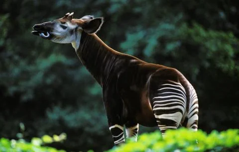 OKAPI okapia johnstoni Stock Photos