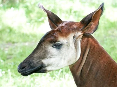 Okapi (Okapia johnstoni) Stock Photos