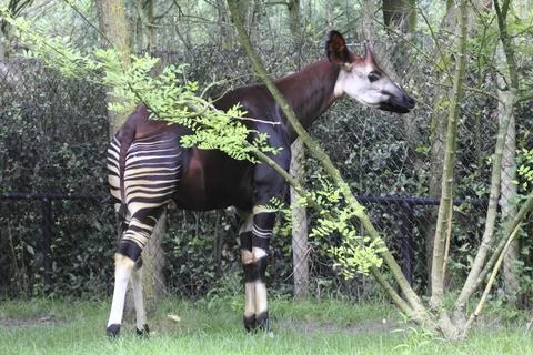 The okapi (Okapia johnstoni), sometimes called the okapi, is a cloven-hoofed Stock Photos