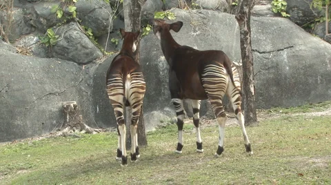 Okapi Pair Stock Footage 1496854