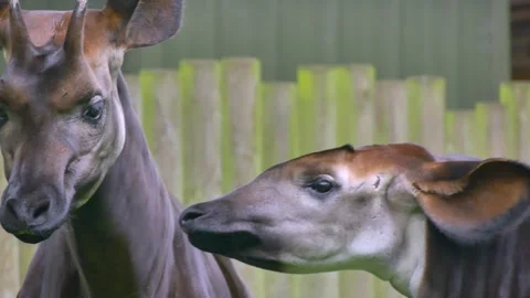 Okapi raise heads and flap ears around, face closeup in dublin zoo ireland Stock Footage 248772092