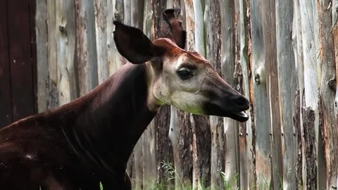 Okapi resting in lush green grass near a wooden fence at a wildlife sanctuary Stock-Footage 295992436