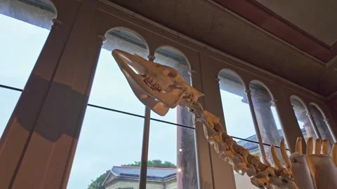 Okapi Skeleton Worm's Eye View Natural History Museum Stock Footage 336695243