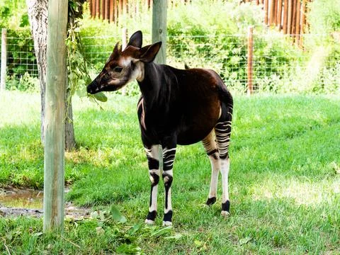 Okapi standing in the grass. Full body frontal view Foto stock