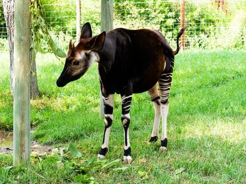 Okapi standing in the grass. Full body frontal view Stock Photos