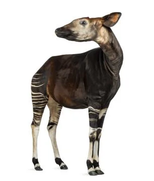 Okapi standing, looking away, Okapia johnstoni, isolated on white Stock Photos