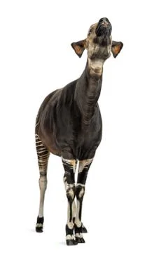 Okapi standing, looking up, Okapia johnstoni, isolated on white Stock Photos