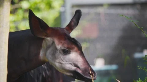 Okapi standing in tree shade in zoo exhibit sniffing long grass stalk. Stock Footage 226111086