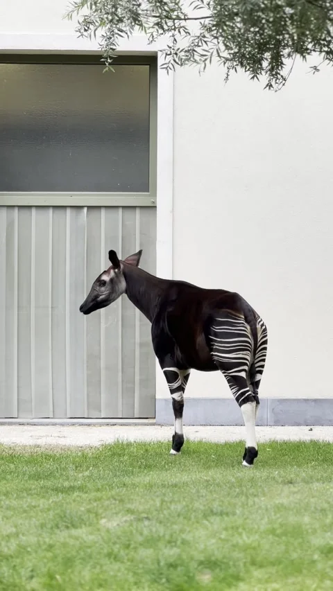 An okapi stands quietly on green grass beside a modern white building wall. Видео 343877579