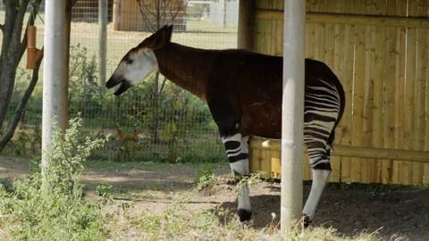 Okapi stands under shelter chewing, in wildlife park Stock Footage 101170371