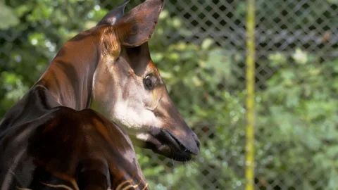 Okapi staring off (Close up) Stock Footage 114989609