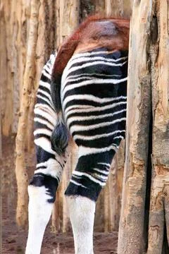 Okapi striped butt showing between trees Foto stock