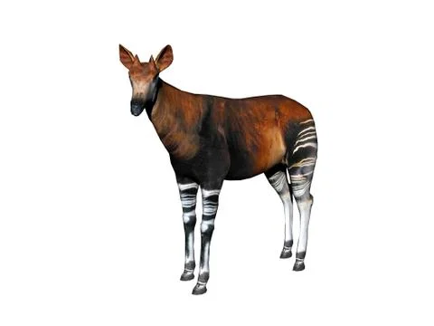 Okapi with striped legs in the steppe Stock Illustration