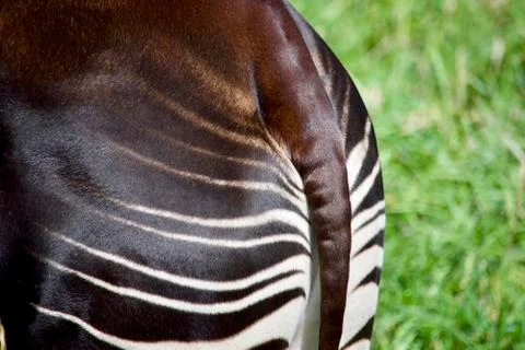 Okapi Stripes 库存照片