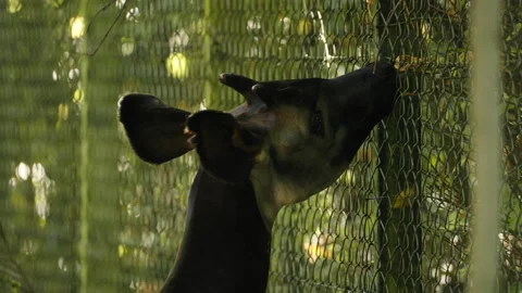 Okapi trying to grab leaves through fence with tongue Stock Footage 163173268