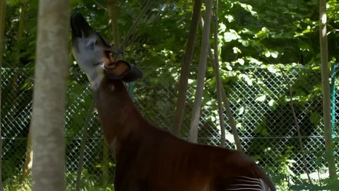 Okapi using tongue to try and reach tree leaves Stock Footage 114585408