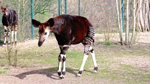 Okapi walking in an enclosure at the Berlin zoo Stock Footage 337126327