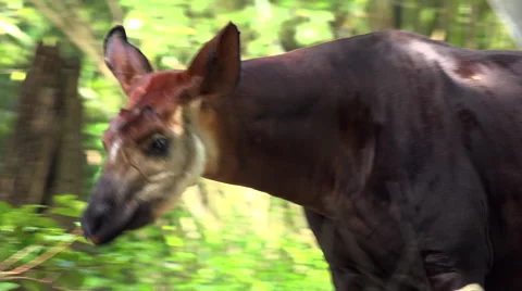Okapi walking in Forest Park. Stock Footage 56244416