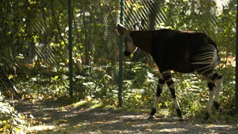 Okapi walking past fence Stock Footage 163178311