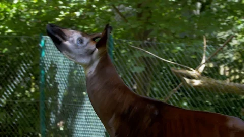 Okapi walking through trees and looking up Video stock 114608554