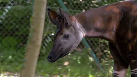 Okapi walking through trees (Close up) Stock Footage 114600932