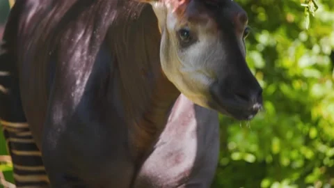 Okapi walking in zoo toward hanging feeder full of plant fodder to eat. Stock Footage 226113151