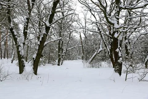 Okas in winter forest Stock Photos