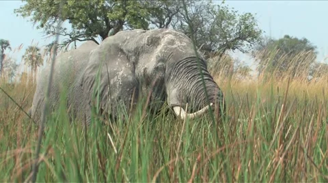 Okavango Delta Elephants Stock Footage 905760