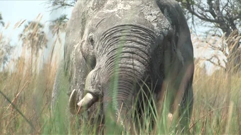 Okavango Delta Elephants Stock Footage 905874